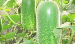 吃瓜搭子不专业,不专业背后的趣味与社交现象