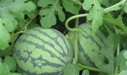 阳瓜孕妇可以吃,营养美味，孕妇的理想选择