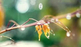 蒹葭吃瓜,揭秘娱乐圈那些不为人知的幕后故事