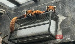 小熊猫吃瓜老虎