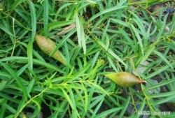 吃瓜草长团子,探寻民间美食的独特魅力