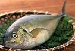 肥鱼吃瓜,揭秘网络热点的趣味与真相