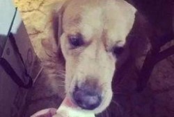 狗吃丰收瓜,田园生活乐无边