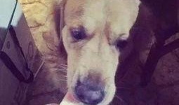 狗吃丰收瓜,田园生活乐无边