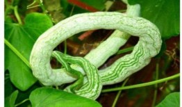 蛇瓜怎么蛇瓜怎么么吃,探索蛇瓜的烹饪艺术