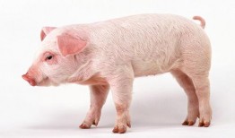 猪霸吃瓜,揭秘娱乐圈的“瓜田”风云