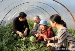 新疆领队吃瓜,瓜果飘香话丰收