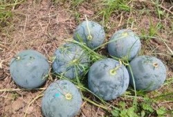 杂多县吃瓜,瓜果飘香，品味独特的地方风情