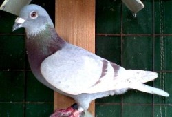 羽鸽同行吃瓜杯,揭秘吃瓜杯背后的精彩故事