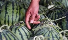 吃瓜专用瓜,吃瓜专用瓜，带你领略明星幕后故事