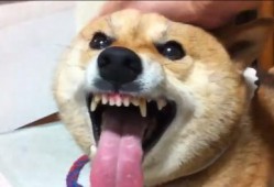 吃瓜源头.中国狗头,中国狗头背后的故事与影响