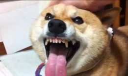 吃瓜源头.中国狗头,中国狗头背后的故事与影响