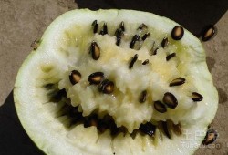 吃瓜为啥要吃有籽瓜,探寻吃瓜为何偏爱有籽瓜的奥秘