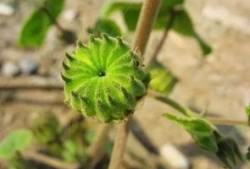 唐山理性吃瓜,揭秘网络舆论背后的真相与反思