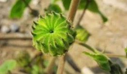 唐山理性吃瓜,揭秘网络舆论背后的真相与反思