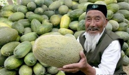 吃哈密瓜的学长,探寻甜蜜滋味背后的故事