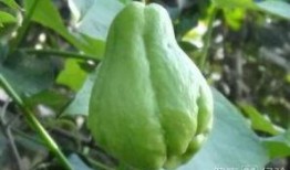 吃佛手瓜反酸吗