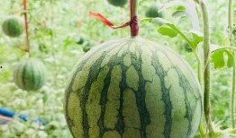 吃瓦伦西亚瓜,舌尖上的地中海风情