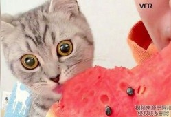 猫咪吃女孩的瓜