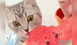 猫咪吃女孩的瓜