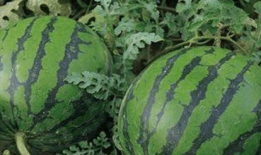 现在有什么瓜吃,揭秘明星们的幕后故事，让你一饱眼福！