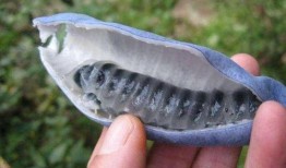 猫屎瓜怎么吃,探索美味食用的秘诀