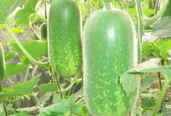 吃瓜qr,揭秘吃瓜群众背后的趣味与真相