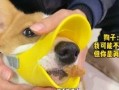 小熊猫吃瓜老虎