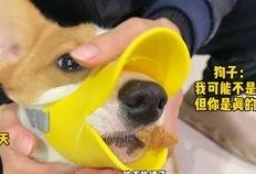 小熊猫吃瓜老虎