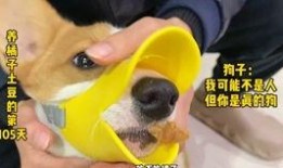 小熊猫吃瓜老虎