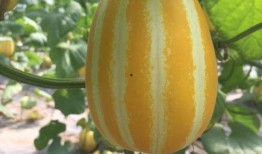 吃瓜群众地道英文