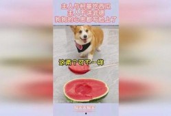 吃瓜狗和主人,一段温馨的宠物情缘