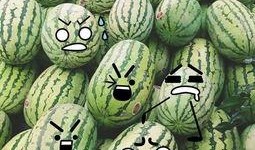 吃瓜研究,校园里的“瓜田”奇观