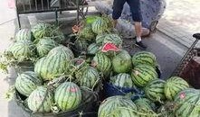 攸县吃瓜比赛事件,一场别开生面的乡村趣味竞技盛宴