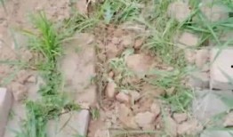 吃瓜草长团子,探寻民间美食的独特魅力