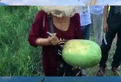 蒙古人吃瓜,蒙古人独特的饮食习惯