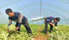 移民村直播吃瓜,一场别开生面的“吃瓜”盛宴