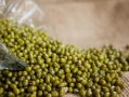 感冒完可以吃籽瓜,籽瓜助你恢复健康