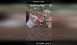 兔兔在吃瓜,一场与自然的亲密邂逅