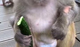 搜索猴子吃瓜