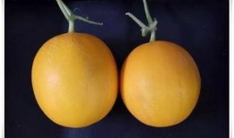 淮坊科技吃瓜,揭秘吃瓜背后的科技力量