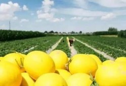 吃瓜群众吃民勤蜜瓜了,吃瓜群众纷纷尝鲜