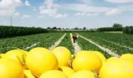 吃瓜群众吃民勤蜜瓜了,吃瓜群众纷纷尝鲜