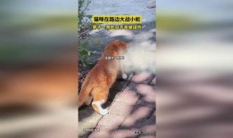 小蛇瓜怎么样吃,探索美味与营养的完美结合