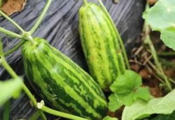 内涵别人吃瓜,揭秘“吃瓜群众”背后的社会现象