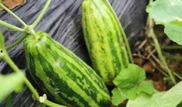 内涵别人吃瓜,揭秘“吃瓜群众”背后的社会现象