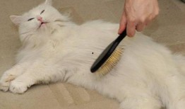 猫咪可以吃雪梨瓜吗,雪梨瓜的适宜性探讨