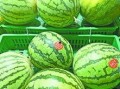 武汉市吃瓜
