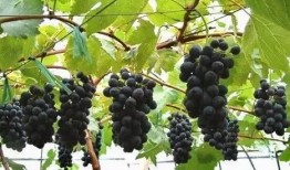 浙江龙泉吃瓜,瓜果飘香，尽享清凉时光