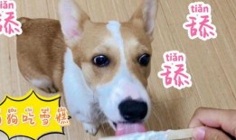 狗吃丰收瓜,田园生活乐无边